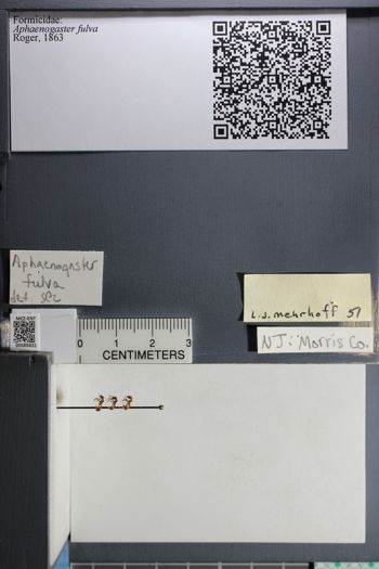 Media type: image;   Entomology 585621